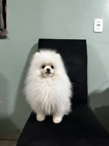 Lulu da Pomerania