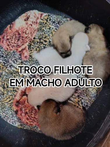 SPITZ ALEMÃO