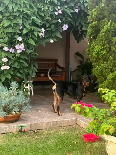 Doa-se uma linda rottweiler