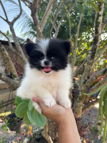 Lulu da pomerania anão macho