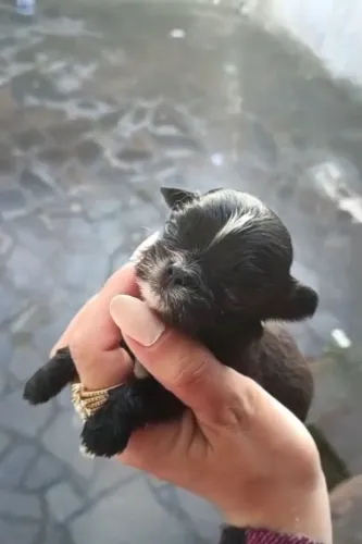 Shitzu