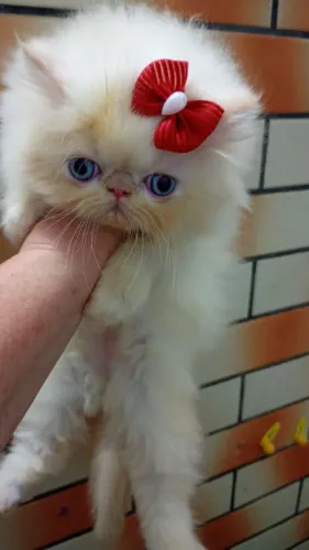 Gata persa 