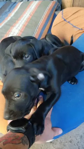 Filhotes mestiços rottweiler labrador doação