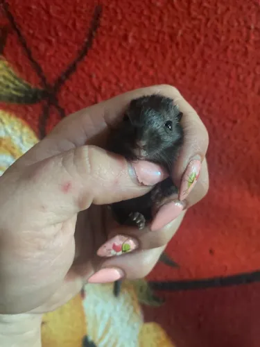 Gerbil ( esquilo da Mongólia)