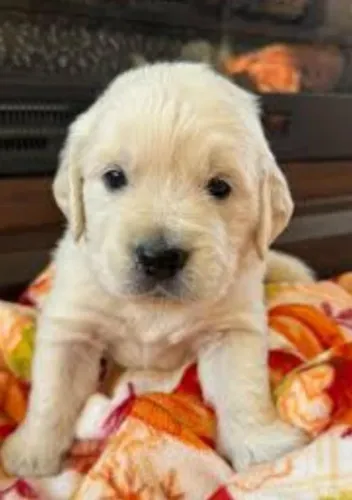 Golden Retriever Filhotes Mais Puros Disponíveis. 