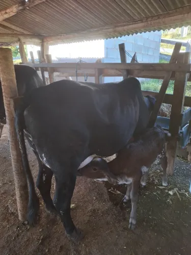 Vacas de leite