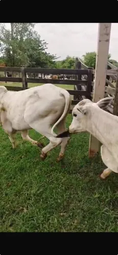 OPORTUNIDADE! 117 CABEÇAS DE GADO À VENDA - MAIRIPOTABA/GO