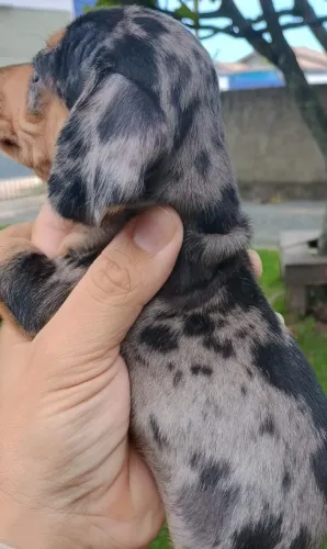 Dachshund: Filhotes Criados com Carinho e Responsabilidade