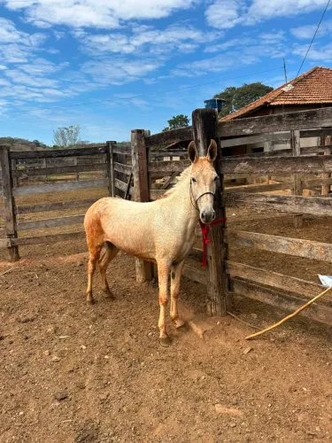 Vendo mula