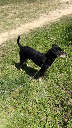 Cachorro pronto no tatu pra vender interessado só chamar