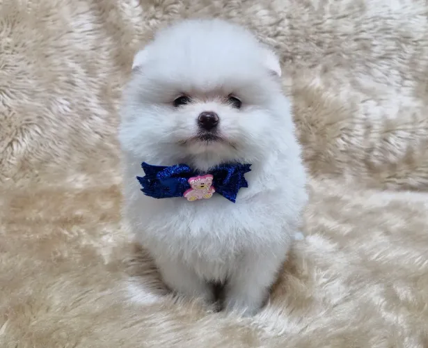 Lulu da Pomerania 