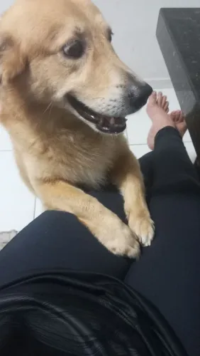 Cachorro macho para doação super dócil. 