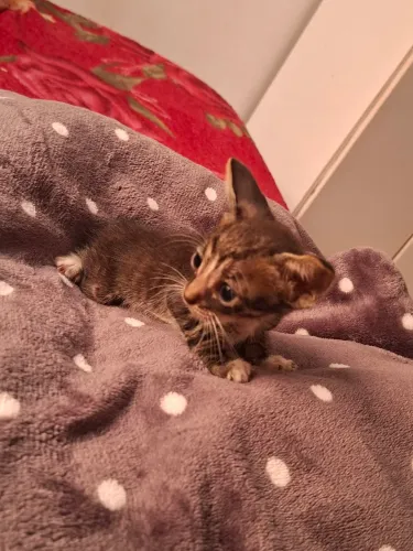 Doação de gatinho