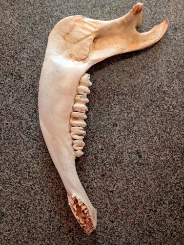 Mandíbula de Boi 