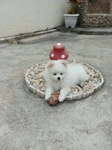 VENDE-SE FiLHOTE FÊMEA DE SPITZ ALEMÃO ANÃO - LULU DA POMERÂNIA 