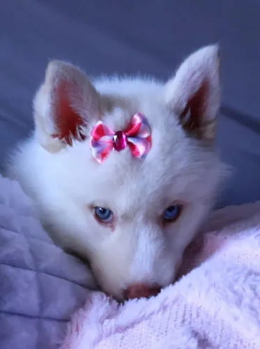 Filhote Husky Siberiano Fêmea