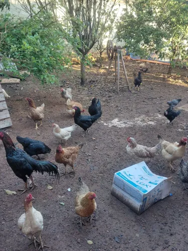 Lote galinhas 