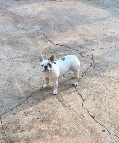 Bulldog francês