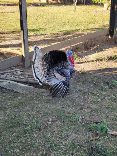 Vende-se peru macho 