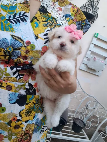 Poodle branquinha