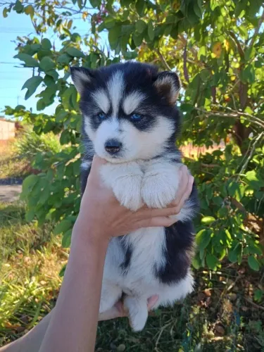 Husky siberiano fêmeas e macho