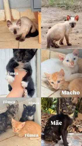 Gatinhos para adoção responsável 