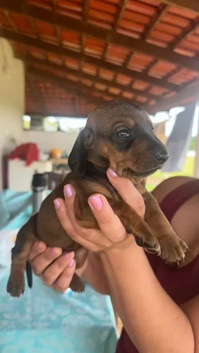 Dachshund/ salsicha mini fêmeas lindas
