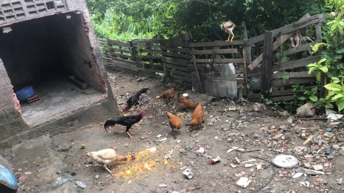 Vende se galinha e galos valor chama no chat