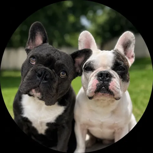Bulldog francês 