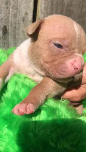American Bully FILHOTE (PEDIGREE, MICROCHIP, CARTEIRA DE VACINAÇÃO E VERMÍFUGADO) até 12x
