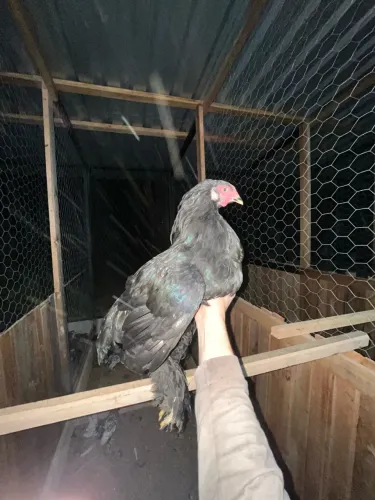 Frangos Brahma Black/Dark