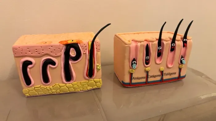 Maquete crescimento dos pelos