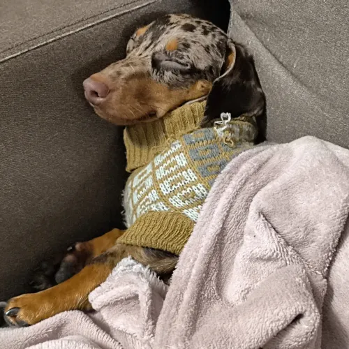 Procuro namorada para meu cachorro!