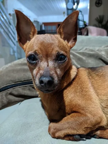 Filhotes De Pinscher - Felicidade Em Forma De Pelúcia