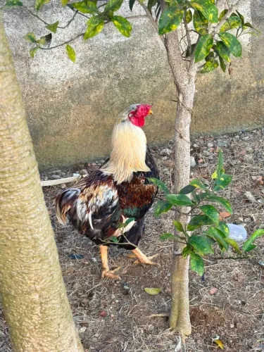 Galo Suru (Suruco)