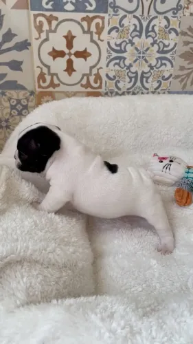 Bulldog frances vacina em dia 