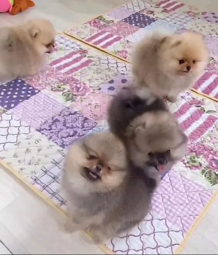 Vendo spitz alemão Luluzinhas mini