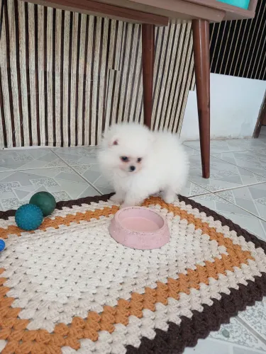 Vendo Spitz Anão 