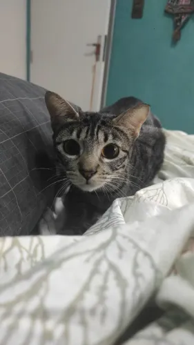 Gata de olhos dourados para adoção