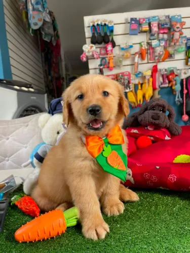 Filhote de Golden Retriever machinho 