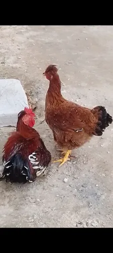 Vendo um casal de gsb