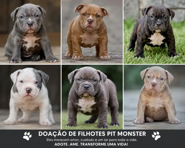 Pitbull 