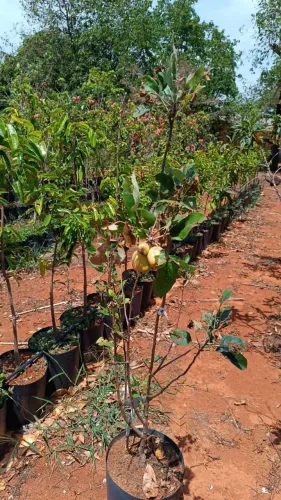 Mudas de maçã enxertada produzindo