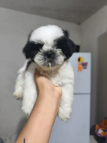 Cachorro Shitzu machos 