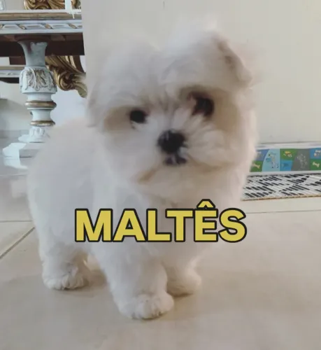 Maltês fêmea 
