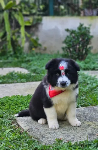 Border Collie | Entrega em Cuiabá 24/08