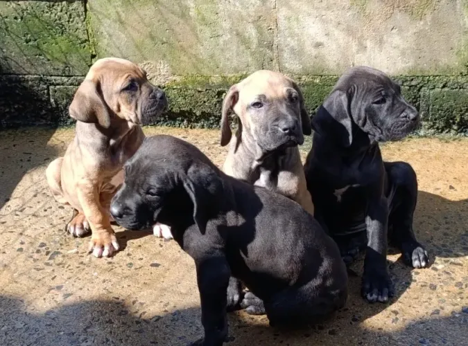 Filhote de Fila Brasileiro