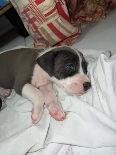 Cachorros pit bull (red nouse)