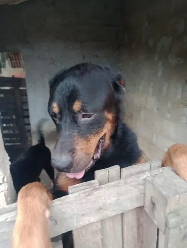 Vendo cachorro macho