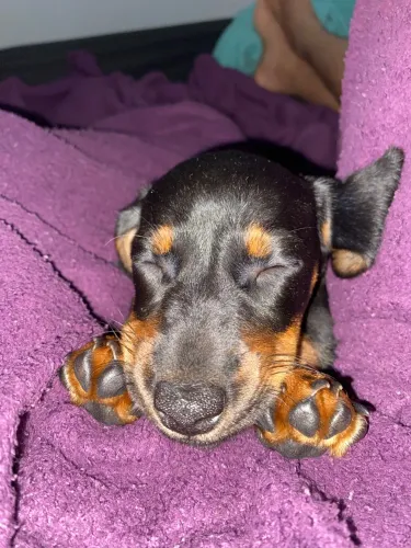 Dachshund Black Tan